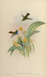 Damophila amabilis